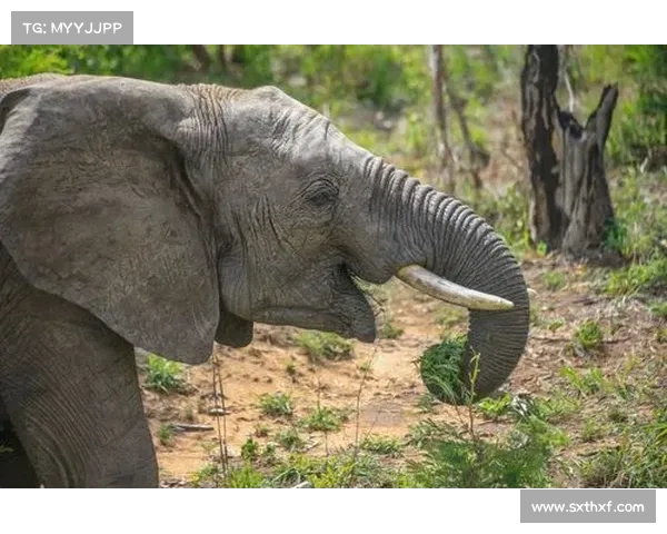 《篮球传奇:回顾NBA历史中的辉煌时刻与超越极限的英雄们》 《篮球传奇:回顾NBA历史中的辉煌时刻与超越极限的英雄们》